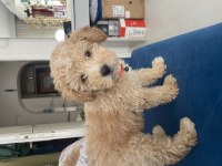 4 aylık F1 maltipoo