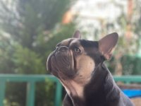 Benim adım Taysın french bulldog