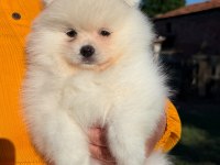 Yavru Pomeranian Boolarımız
