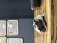 SEVİMLİ HAMSTER YAVRULARIMIZ