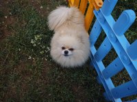 Pomeranian Boo Dişi Üst Düzey Erkek