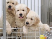 Golden Retriever Yavruları