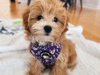 EV ORTAMINA EN UYGUN IRK MALTİPOO YAVRULAR