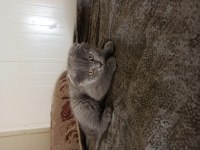 Scottish fold kedimiz