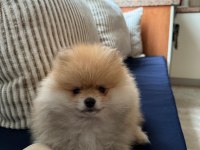 Kaliteli Erkek Yavru Pomeranian