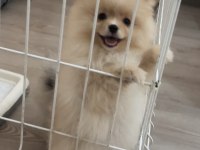 Orjinal pomeranian boo
