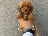IRK VE SAĞLIK GARANTİLİ MALTİPOO BEBEKLER
