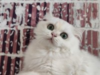 British Longhair Silver