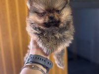 Safkan ayı surat Pomeranian Boo