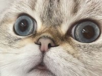 Scottish fold kedimiz