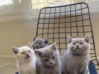 Uyguna sahiplendirilecek erkek yavrularım british shorthair