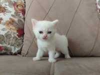 Erkek ve dişi kediler yavrular rezerveye uygun