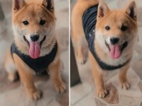 Shiba İnu Yavruları