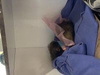 sisi pekinez köpeği