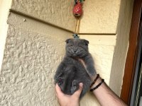 A Kalite Safkan Scottish Fold Blue