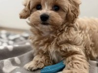 KORE TEACUP MALTIPOO YAVRULARIMIZ