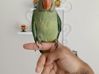 EL BESLEME BEBEK ALEXANDER PAPAĞANI