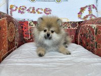 POMERANİAN KÖPEĞİMİZ