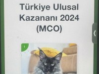 MAİNE COON