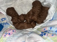 POODLE EVİMİZİN NEŞELERİ SİZE NEŞE KATMAK İÇİN HAZIRLAR