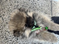 Nadir tüy rengine sahip eşsiz pomeranian yavrusu