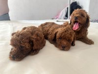 SEVIMLI POODLE MINIKLER