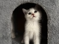 2 Aylık British Shorthair Yavrular