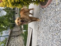 2 yaşında dişi bakımlı golden retriever