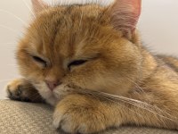 Golden Sarı Yeşil Gözlü British Shorthair