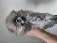 Pomeranian orange renk