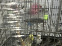 Çok güzel renkli japones ve kırık jumbo çift muhabbet kuşu
