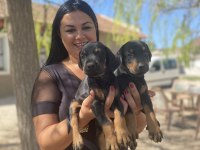 Dişi erkek üst kalite doberman yavrularım