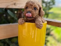 Tatlılığıyla aşık edebilecek minicik bir poodle kalp