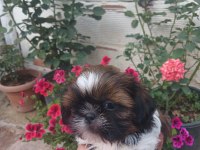 Safkan shih tzu bebekler
