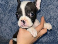 FRENCH BULLDOG GÜZELLİK AİLESİNİ BEKLİYOR