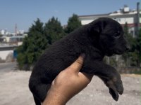 Koyu Renk Belçika Kurdu Yavrusu