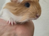 Safkan Coronet Yavru Ginepig