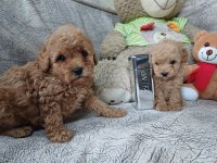 Bir avuç poodle mutluluk
