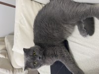 Ücretsiz scottish fold kedisi
