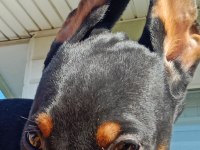 Asil siyah yavru doberman