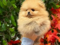 Safkan orjinal pomeranian boo şecereli yavrular