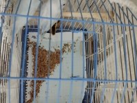 MUHABBET KUŞU MAVİŞİMİZ YENİ SAHİBİNİ ARIYOR