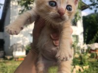 British shorthair yavrularım 2 aylıklar