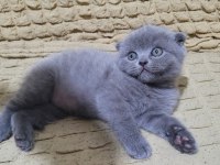 Top kafa scottish fold