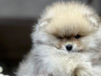 POMERANIAN BOO DÜNYASI