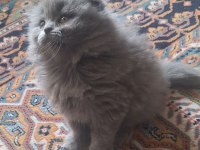 SCOTTİSH FOLD YAVRU KEDİMİZ YENİ SAHİBİNİ BEKLİYOR