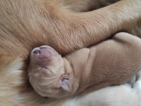 Orjinal Irk Baby Face Golden Retriever Yavruları