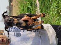 Safkan ırk garantili pinscher yavrular
