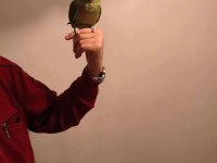 Acil satılık alexander papağanı