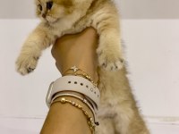Safkan golden ny11 dişi british shorthair